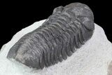 Bargain, Austerops Trilobite - Nice Eye Facets #76975-3